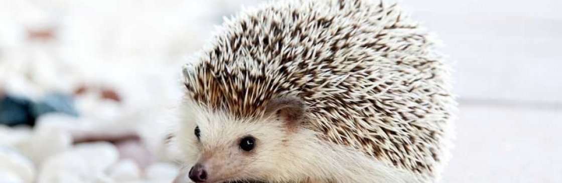 HEDGY LIFE Cover Image