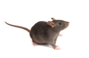 Rat Removal Frankston | Rat, Rodent Control Frankston