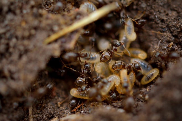 7 Effective Tips for Controlling Termites - Sheeba Magazine
