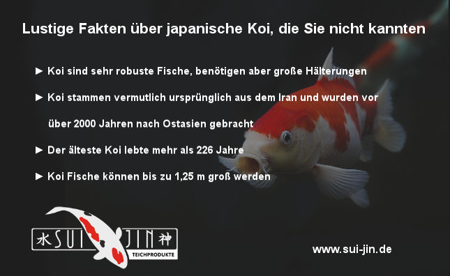 Lustige Fakten über japanische Koi, die Sie nicht kannten | Koifutter Online