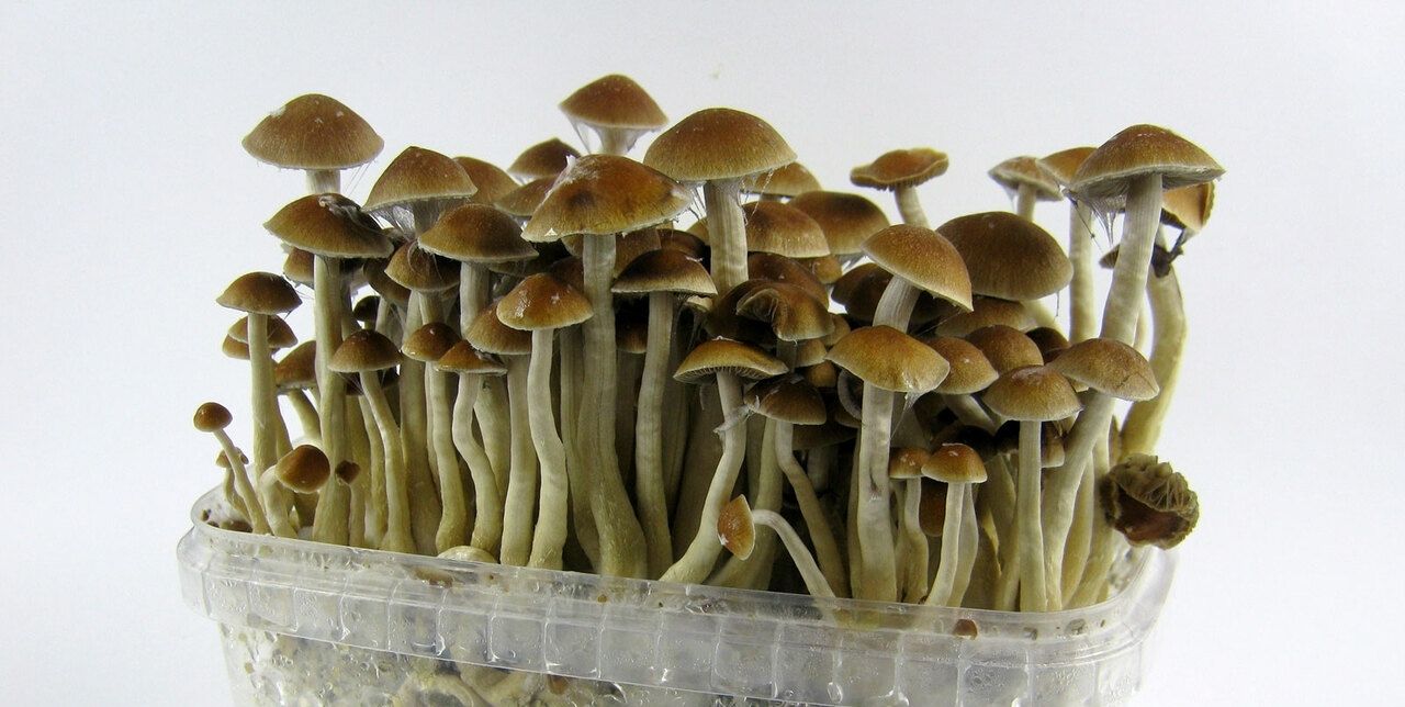 How to Grow Magic Mushrooms at Home: An Easy Guide! -