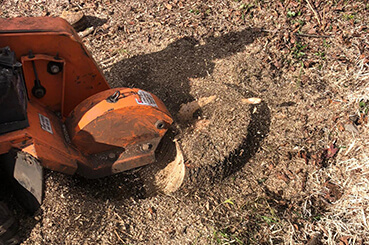 Tree Stump Removal Blacktown | Tree Stump Removal Penrith - Arbor Tree Care