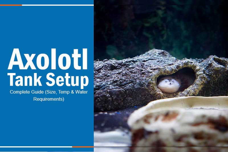 Axolotl Tank Setup: Size, Temp & Water Guide