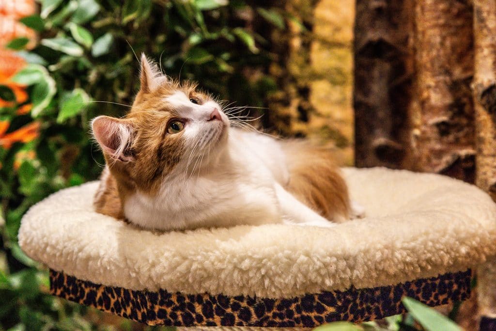 Contact us if you have any questions about our outstanding cat houses!