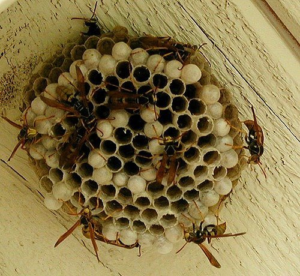 Wasps Nest Removal Melbourne - Wasp Control Melbourne