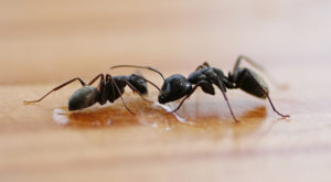 Ant Pest Control Melbourne | Ant Removal Melbourne