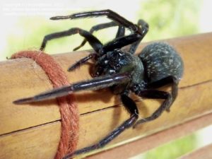 Spider Treatment Melbourne - Spider Removal & Control