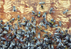 Bee Removal Melbourne | Beehive & Bee Control Melbourne