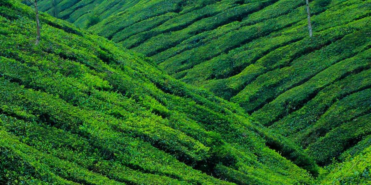 Exploring the Enchanting Beauty of Munnar