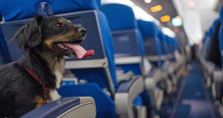 Lufthansa Airlines Pet Policy, Prices