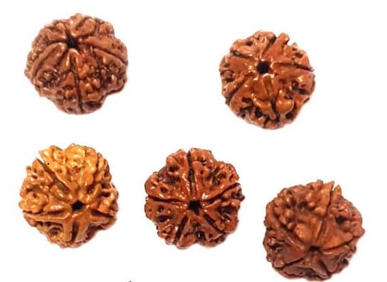 What Various Researches has Revealed about 1-5 Rudraksha?