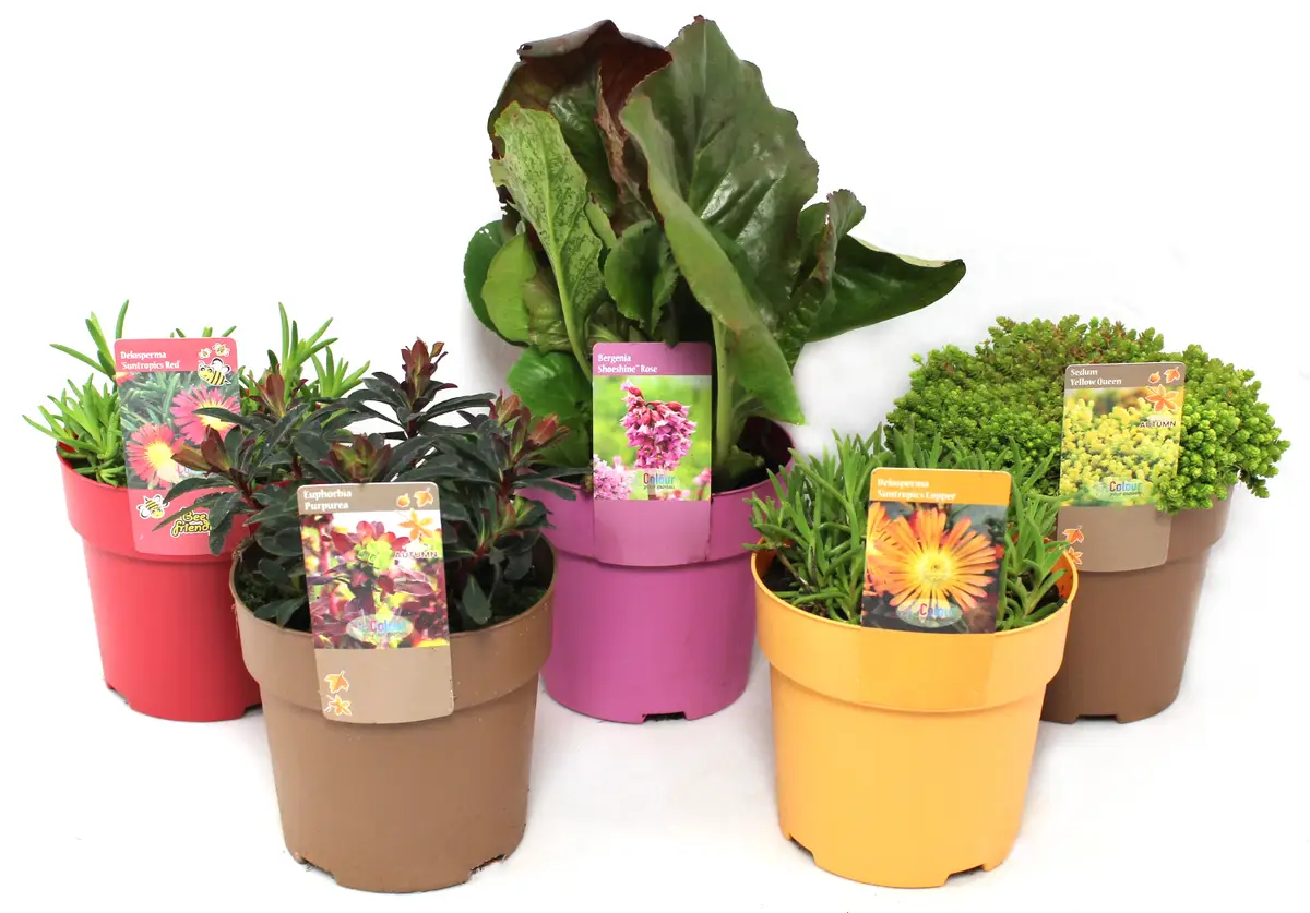 Plantenpakket schaduw planten, set van 5 planten » BloomBoost