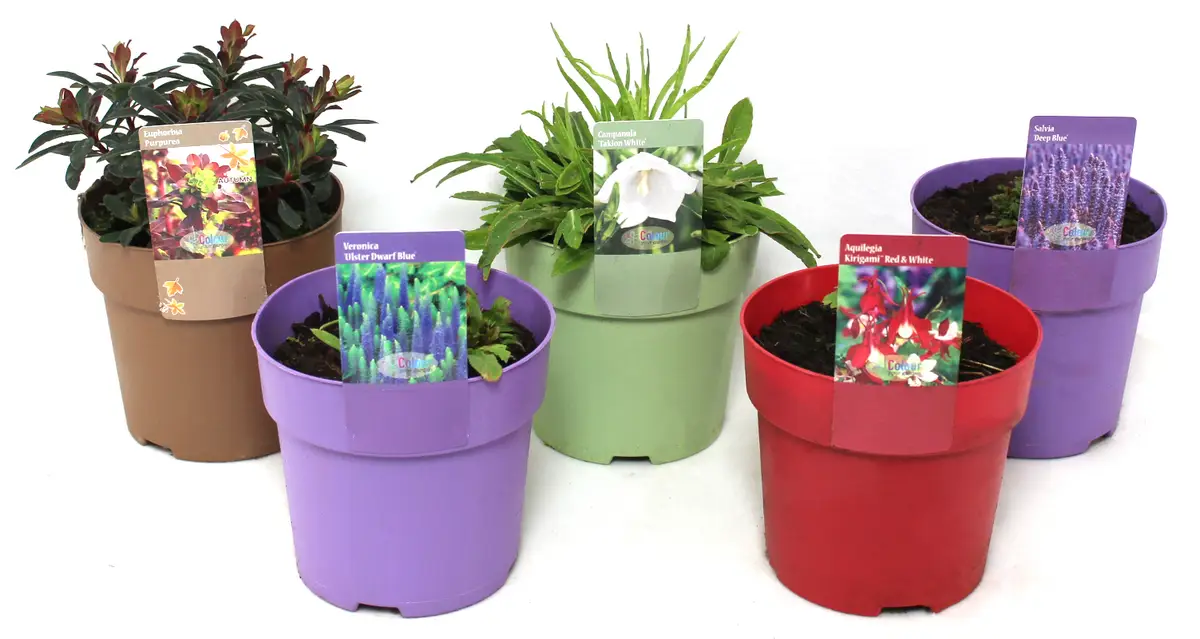 Plantenpakket terras en balkon potten, set van 5 planten » BloomBoost