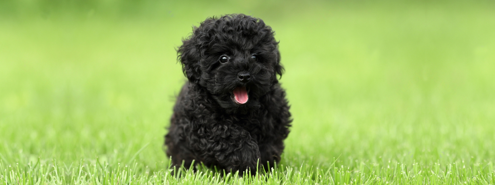 Poodle Puppies for Sale Melbourne