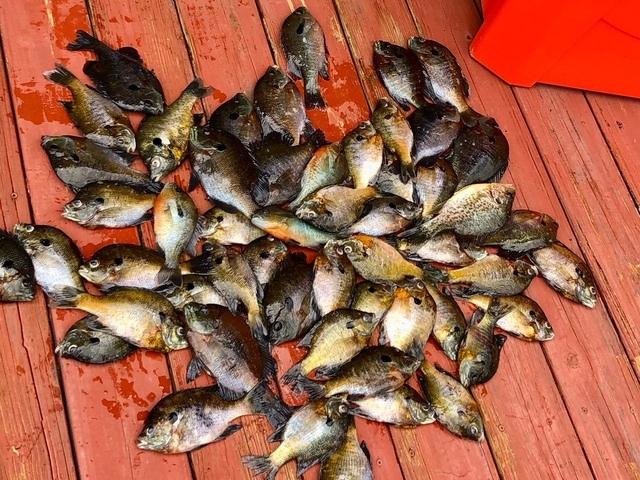 Lake Blackshear Fishing Report May 15th, 2022