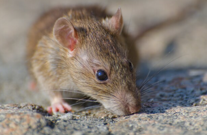 Why Rat Problems Are More Prevalent In Melbourne Summers?