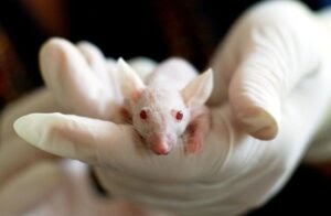 Professional Rat Removal Melbourne: Effective Solutions to Keep Rodents Away