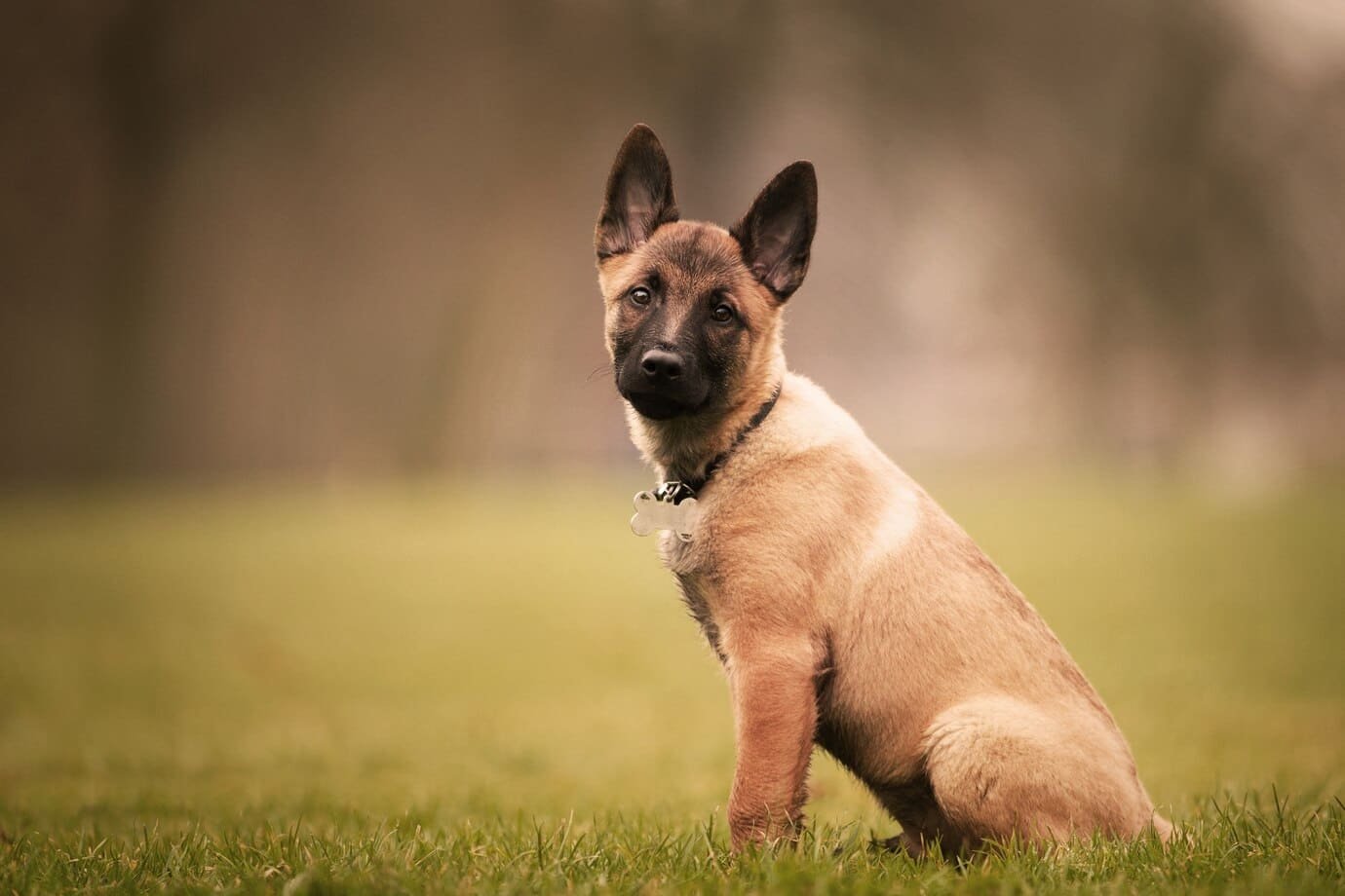 Is It Possible to Train My Dog as a Guard Dog?