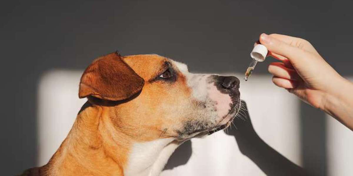 How a Muscle Joint Formula Can Improve Your Pet’s Joint Health