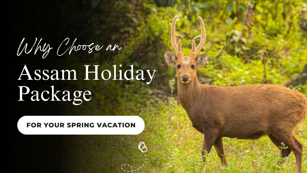 Why Choose an Assam Holiday Package for Your Spring Vacation?