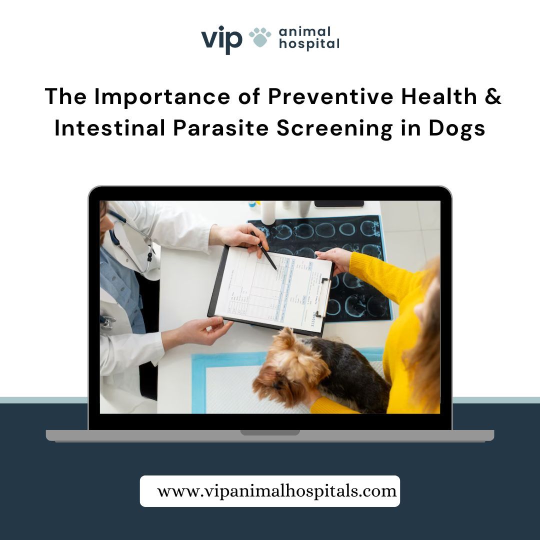 VIP Animal Hospital — Comprehensive Pet Care: The Importance of...