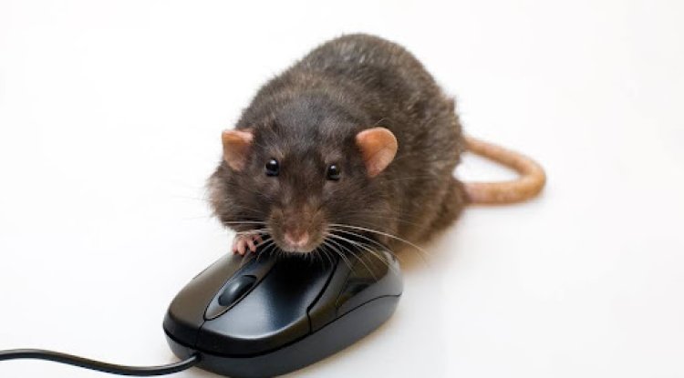 What is the Best Method of Rat Removal in Houston? - Nashville News Press