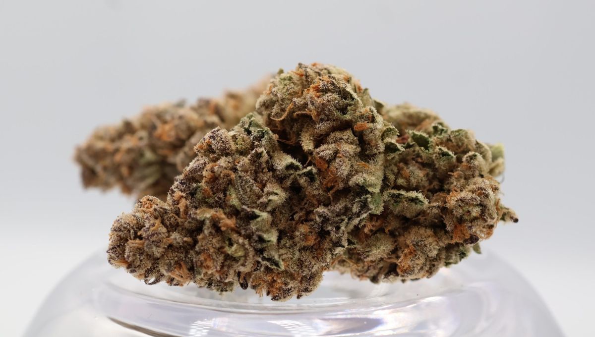 Meet Jelly Breath Strain: You Came for the Flavour, You’ll Stay for the 33% THC