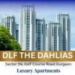 DLF The Dahlias Profile Picture