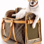 carrying sling for dogs dogs Profile Picture