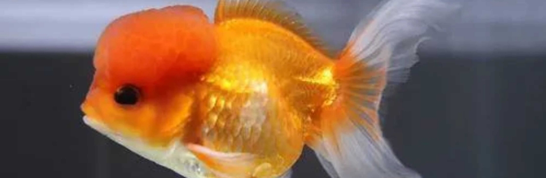 ChuChuGoldfish Cover Image