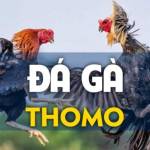 ĐÁ GÀ THOMO LÀ GÌ CHƠI ĐÁ GÀ THOMO Ở ĐÂU UY TÍN Profile Picture