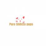 Pure Shih Tzu Pups Profile Picture