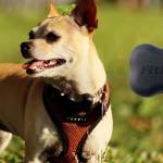 Fit Bark 2 Profile Picture