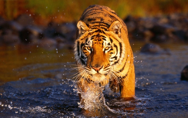 Golden Triangle Ranthambore Tour Itinerary | Best Time and Price