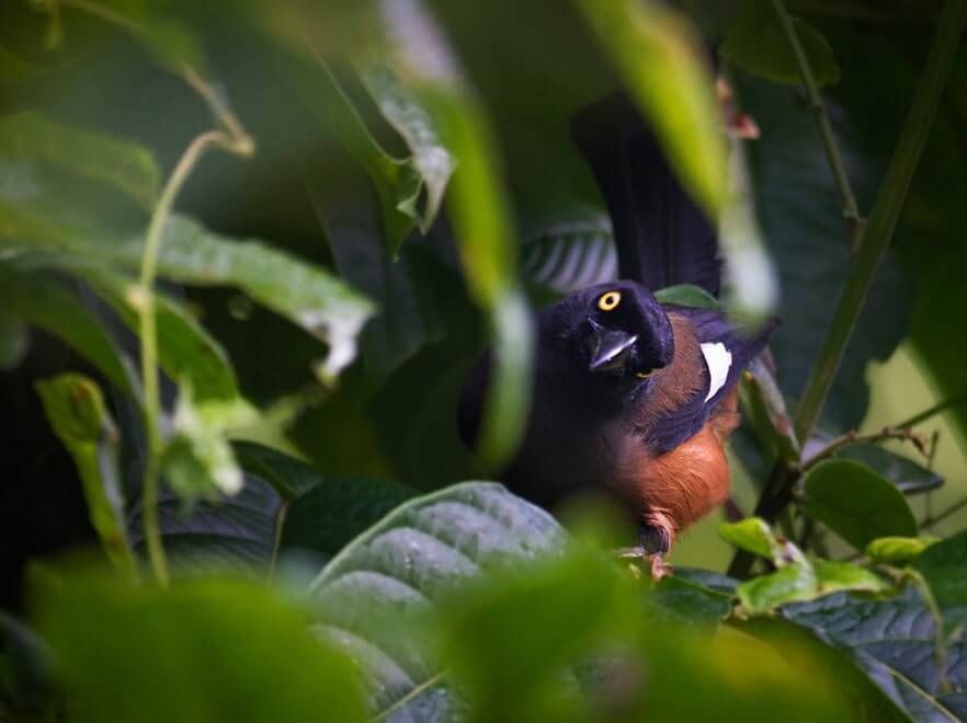 Andaman & India Birding Tour – A Paradise for Bird Watchers – India Birding Tours