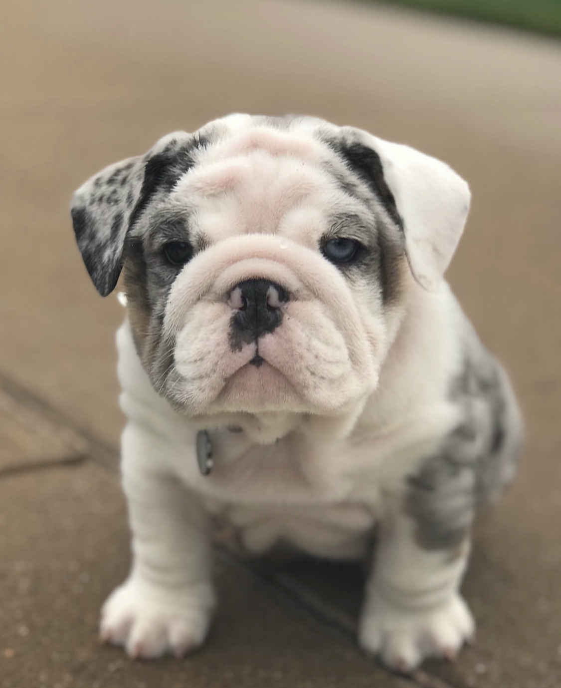 English Bulldog puppies for Sale