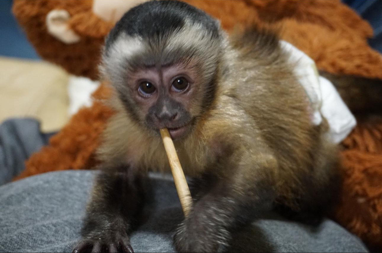 Capuchin monkeys for sale - Capuchin monkey for adoption