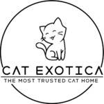 Cat Exotica Profile Picture