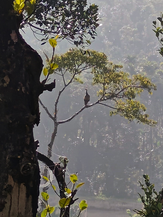 Here’s why Sakleshpur should be high on your list of ‘Places to Visit’ this year…: ext_6827661 — LiveJournal