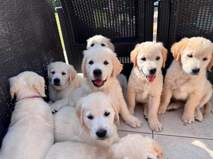 Golden Retriever Puppies for Sale