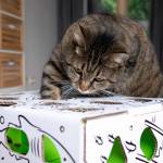 Cat Amazing Puzzle Feeder Profile Picture