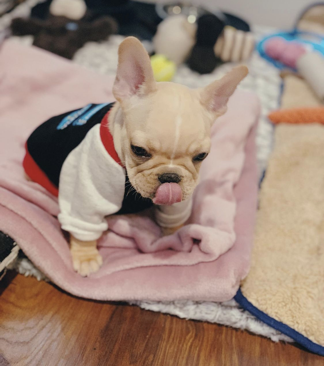 French bulldog puppies for sale - Frenchie for sale - French bulldog