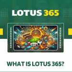 lotus 365 Profile Picture