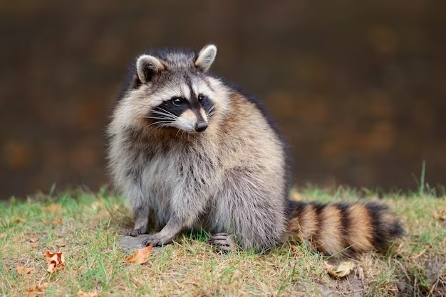 Reliable Raccoon Removal Near You in Houston: Quick and Effective Solutions