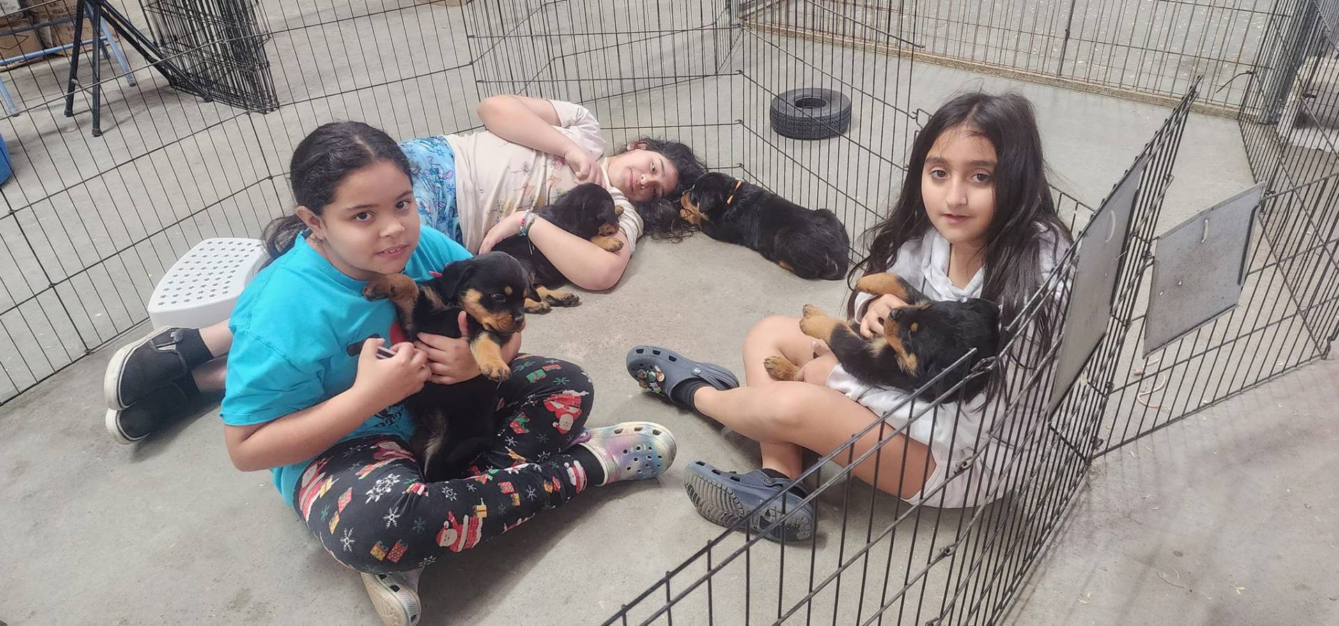 Rottweiler puppies for sale - German rottweiler puppies for sale