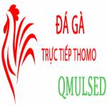 Đá Gà Trực Tiếp Thomo Profile Picture