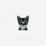 We Love Cats and Kittens Profile Picture