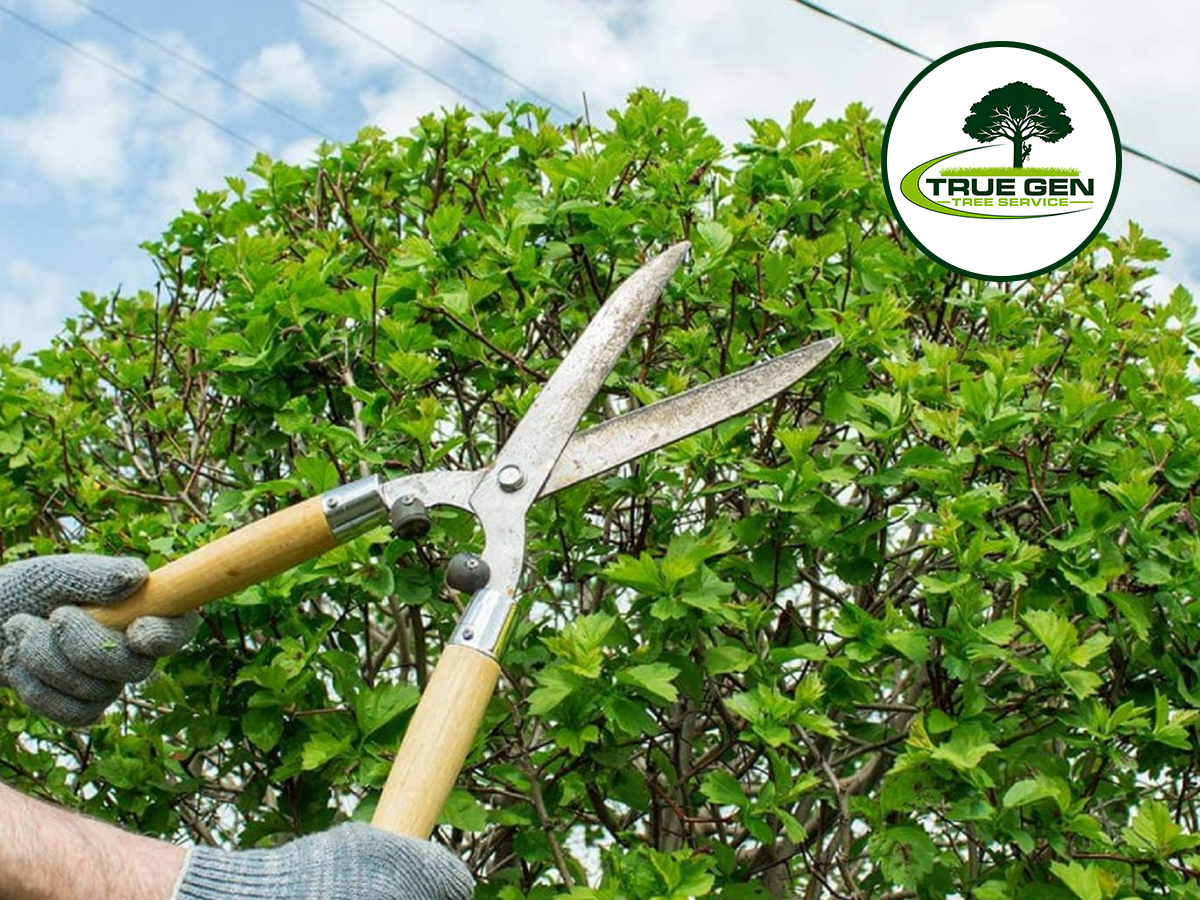 True Gen Tree Service LLC Cover Image