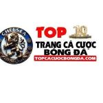 Trang Cá Cược Bóng Đá Profile Picture