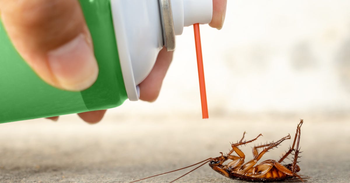 Effective Cockroach Removal Solutions for a Pest-Free Home | by Pest Brigade | Oct, 2025 | Medium